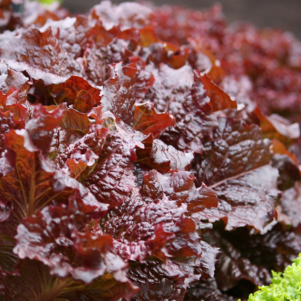 Lettuce Heirloom Mix