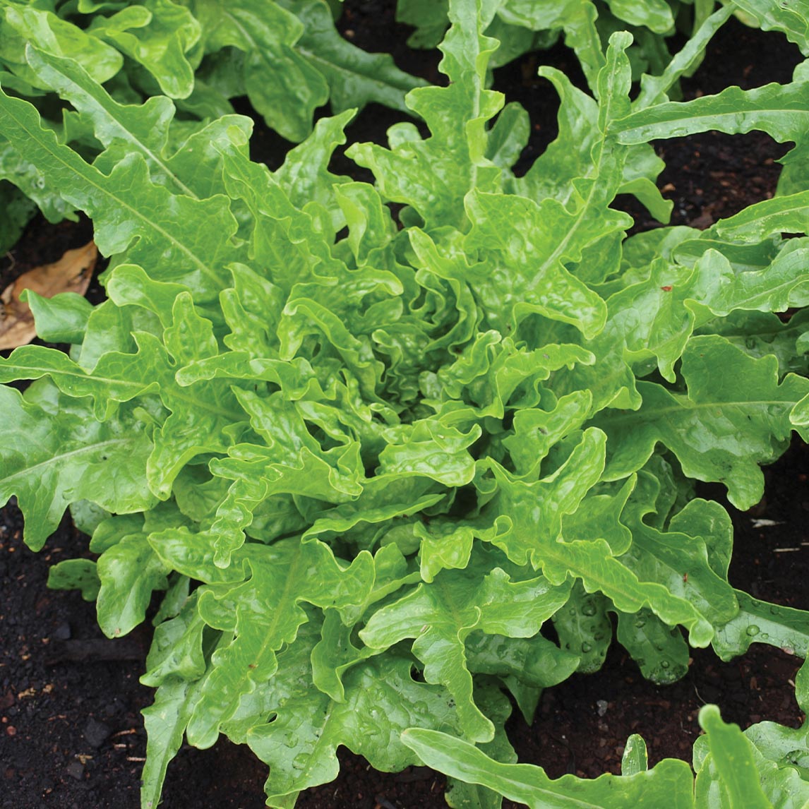 Lettuce Heirloom Mix