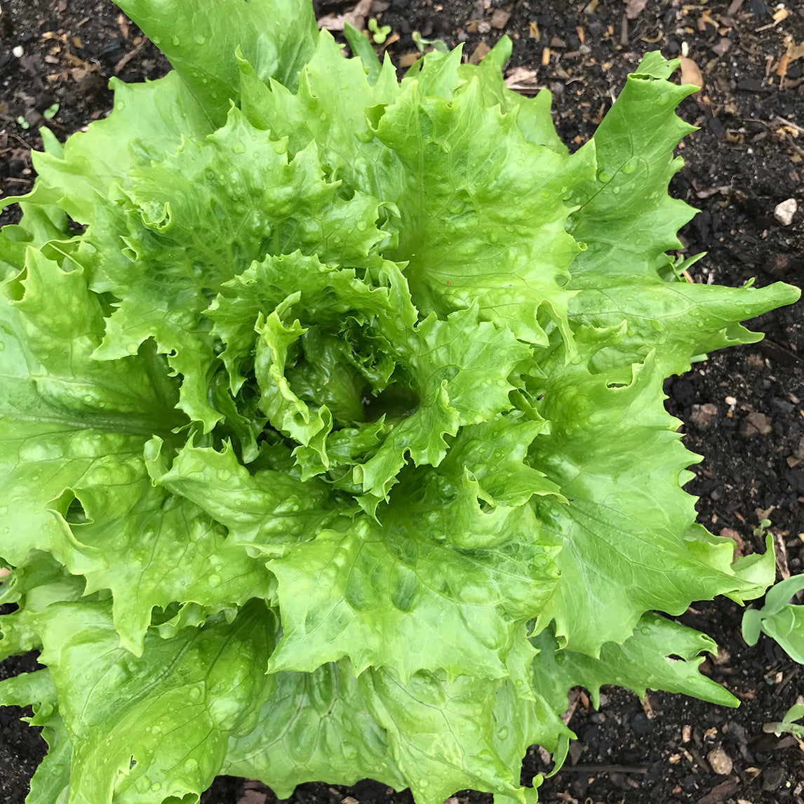 Lettuce 'Ice Queen'