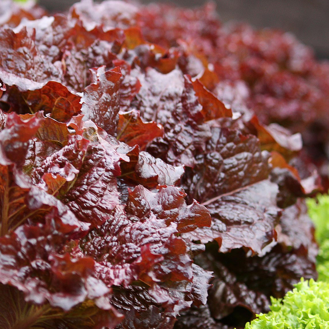 Lettuce 'Red Velvet'