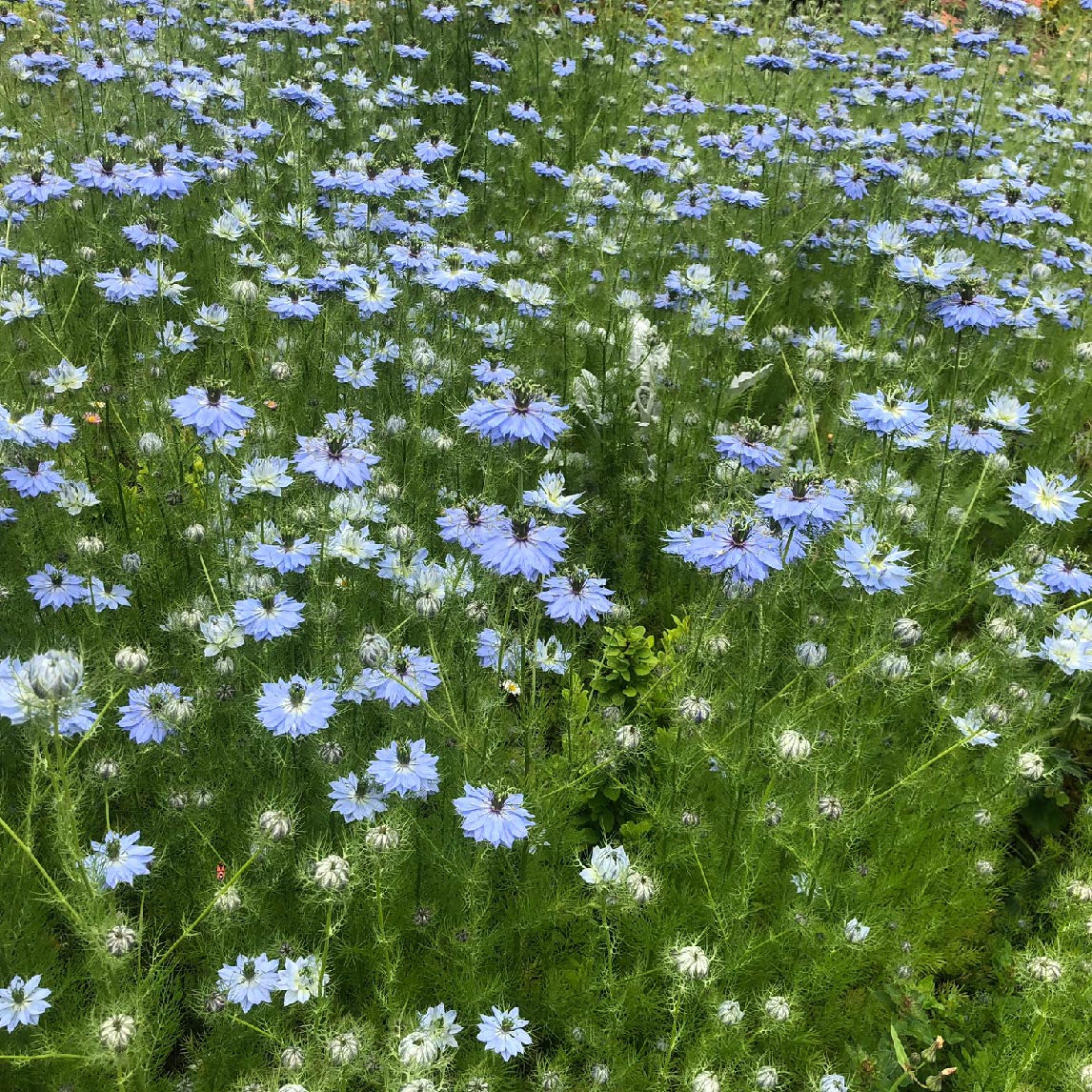 Love In A Mist 'Blue'