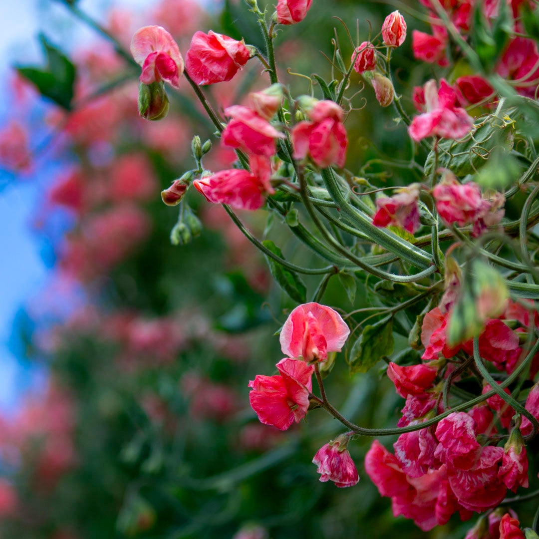 Sweet Pea ‘Maloy’