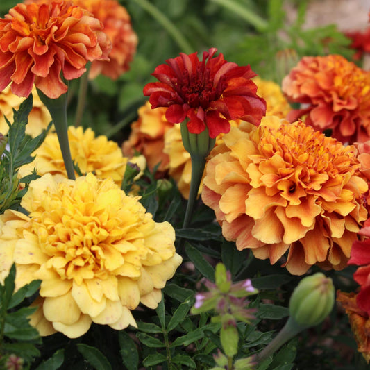 Marigold 'Strawberry Blonde'