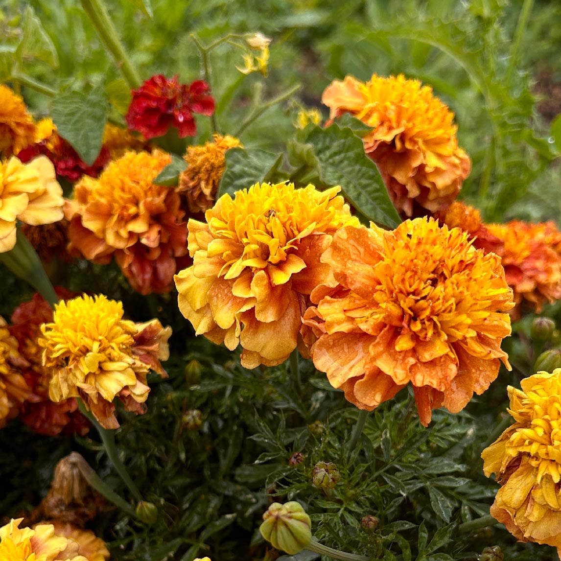 Marigold 'Strawberry Blonde'