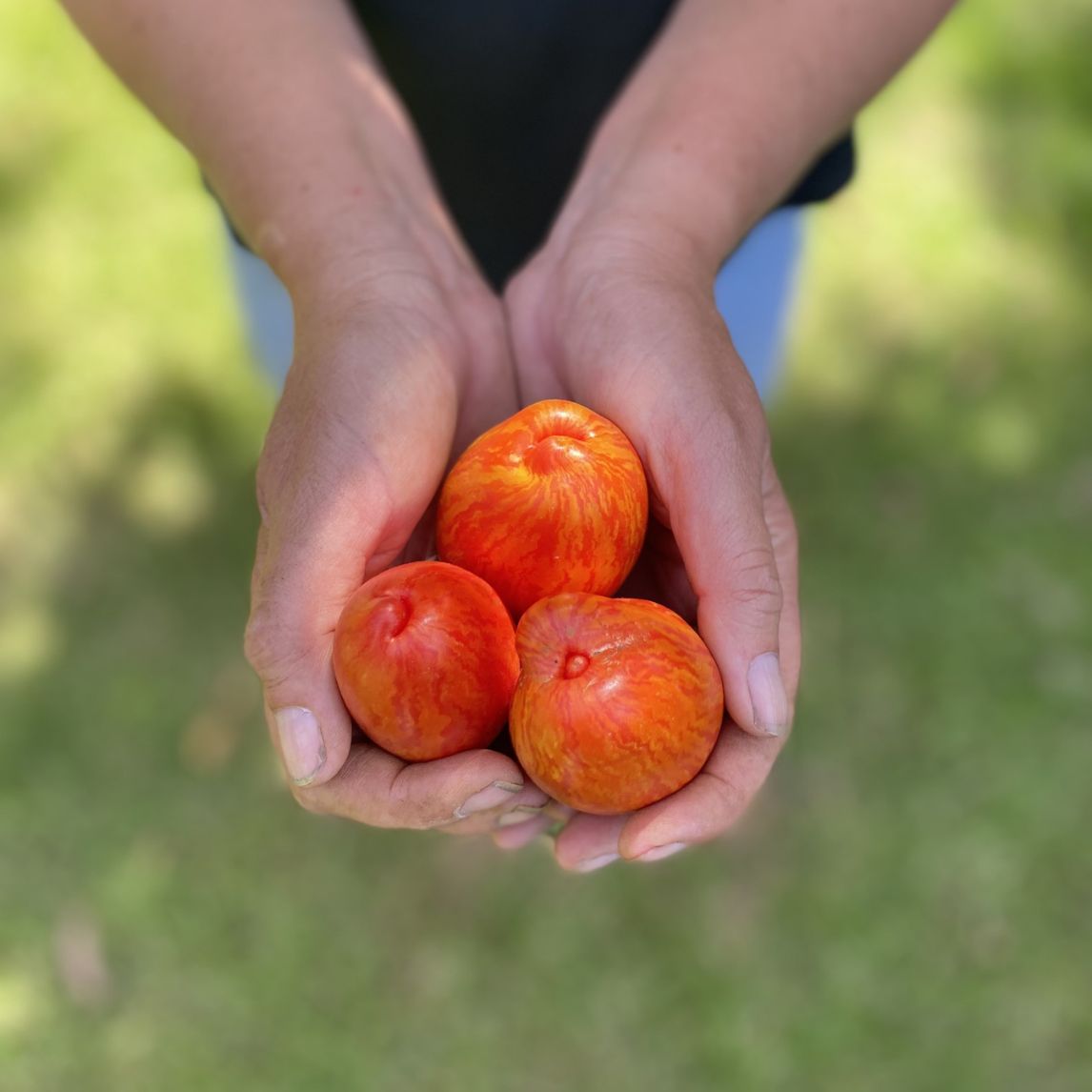 Tomato Marzano Fire (Organic)