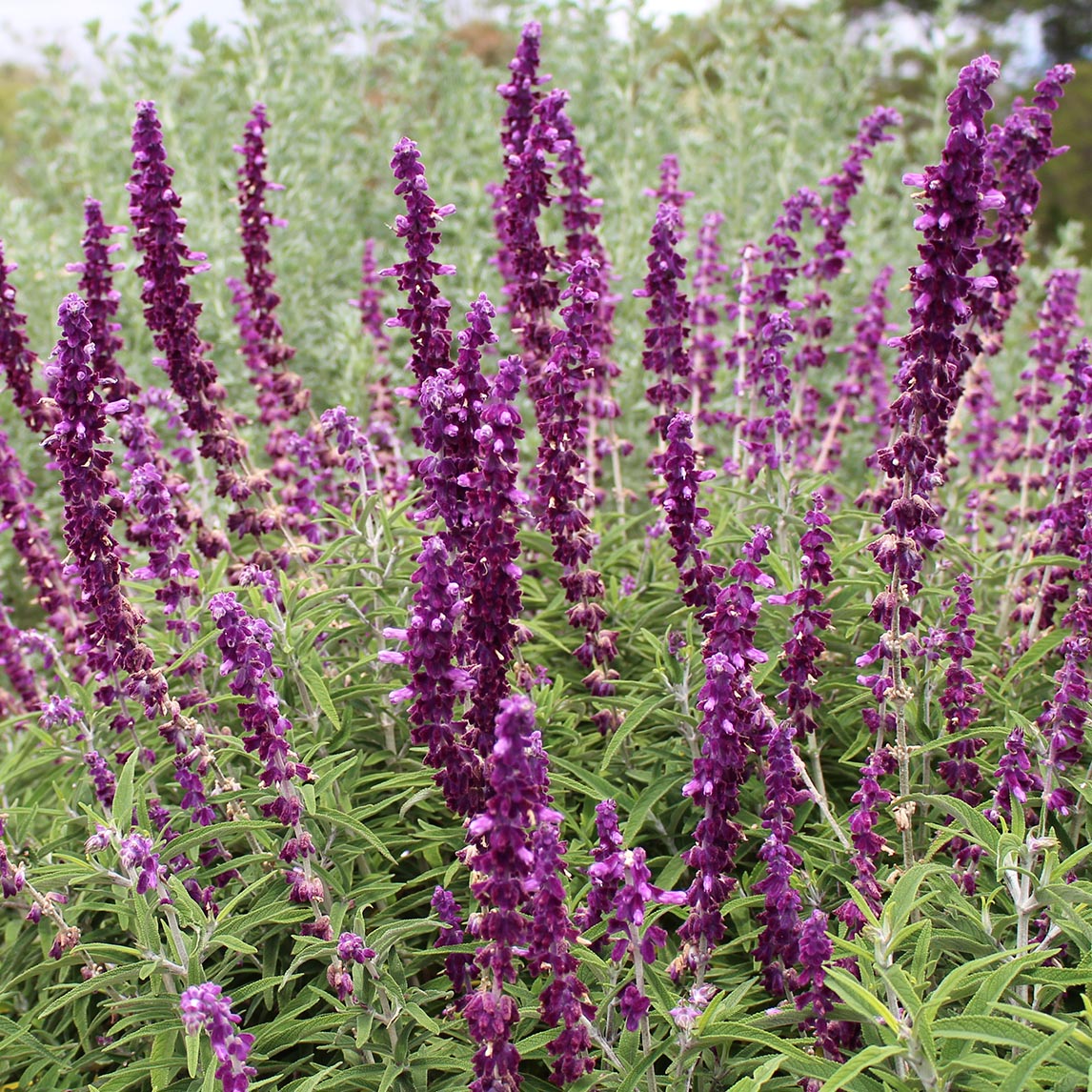 Mexican Sage