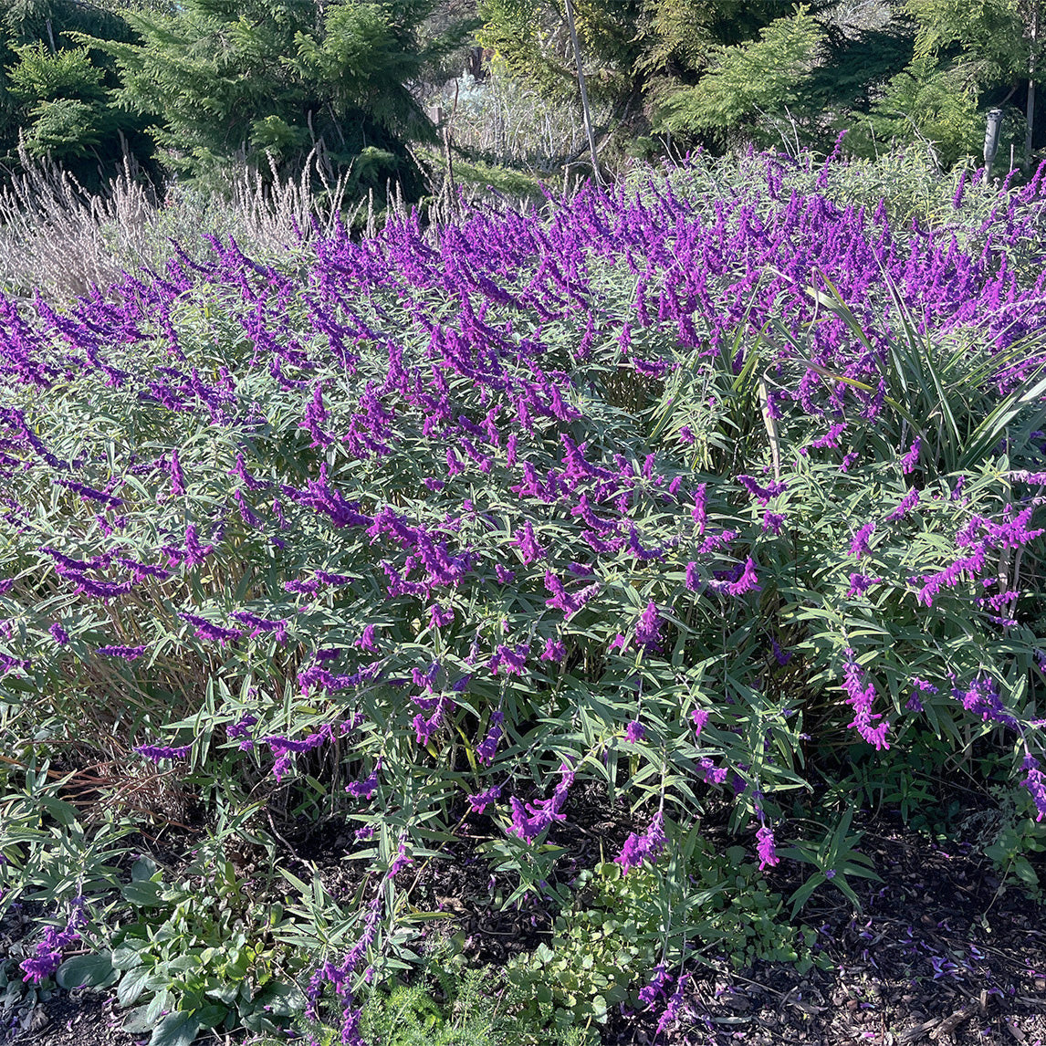 Mexican Sage