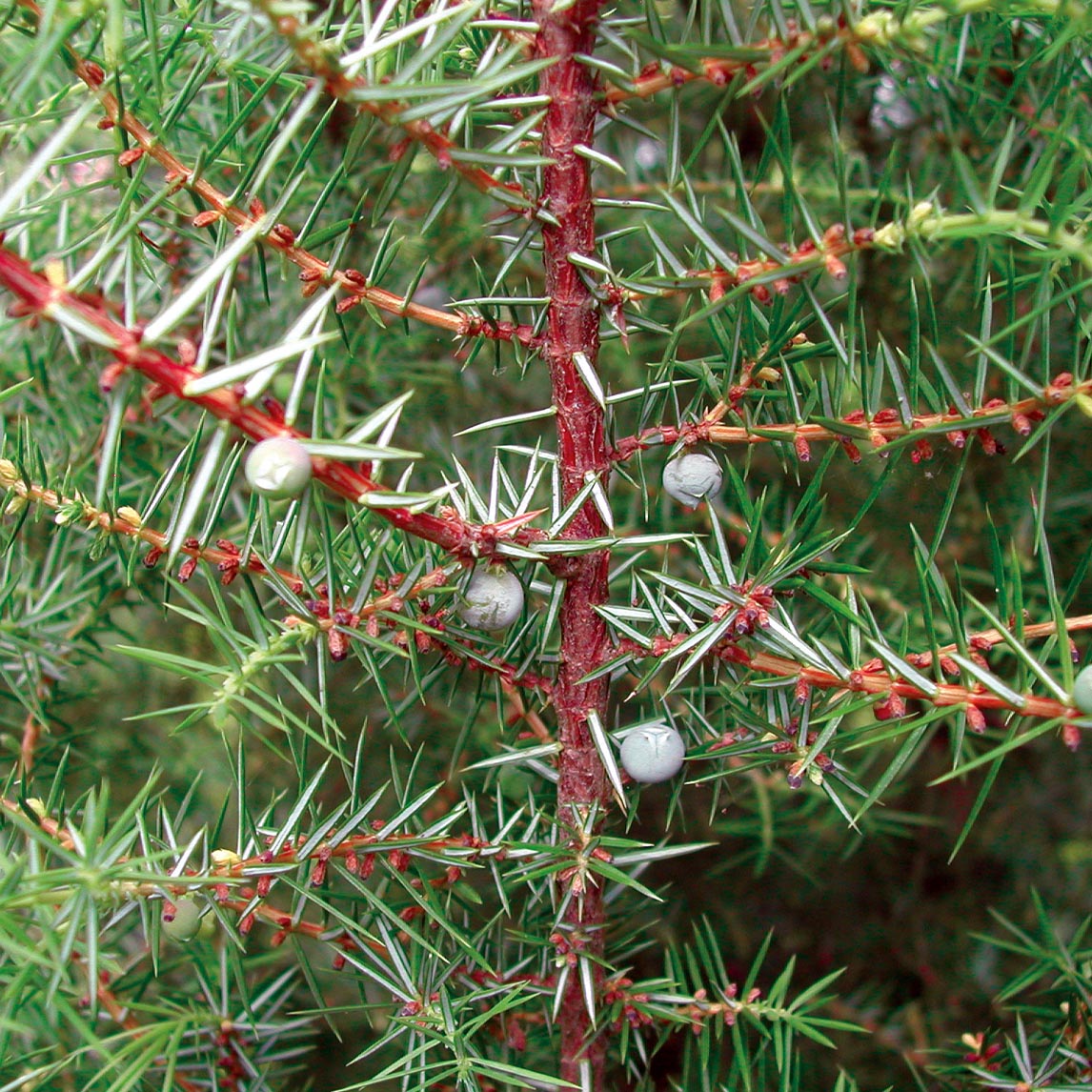 Juniper Berry