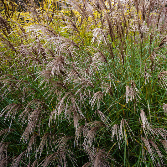 Miscanthus ‘Yakushima Dwarf’