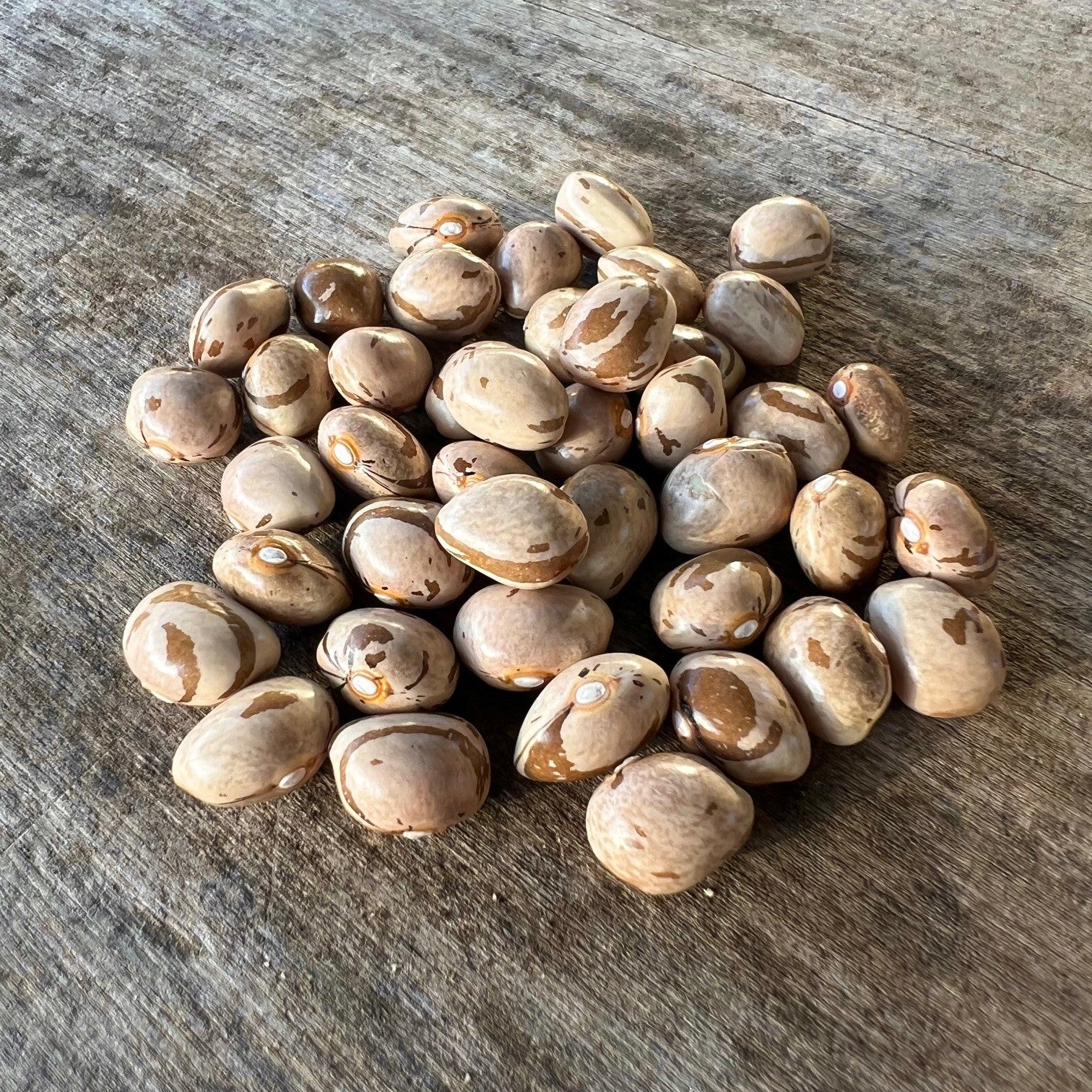 Mohawk bean.jpg__PID:e63b1e64-ef63-4349-851d-e971838415da