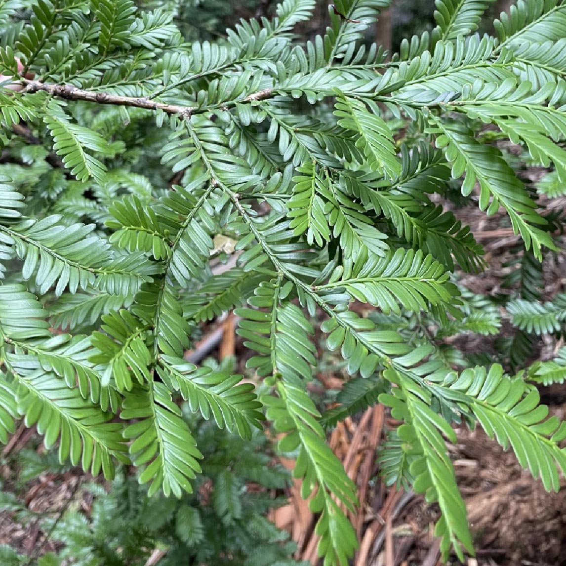 Mt Spurgeon Black Pine