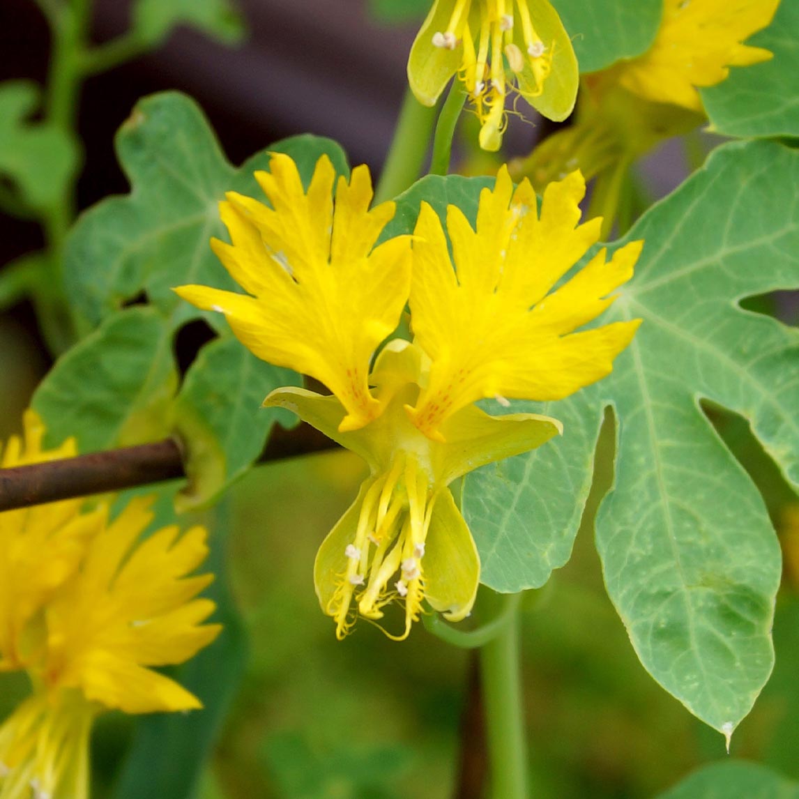 Nasturtium 'Canary Creeper'