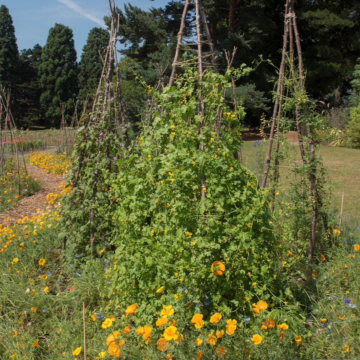 Nasturtium 'Canary Creeper'