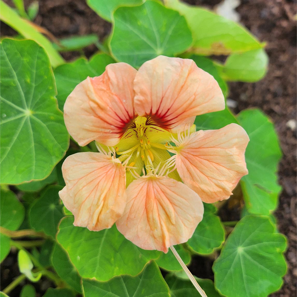 Nasturtium 'Salmon Gleam'