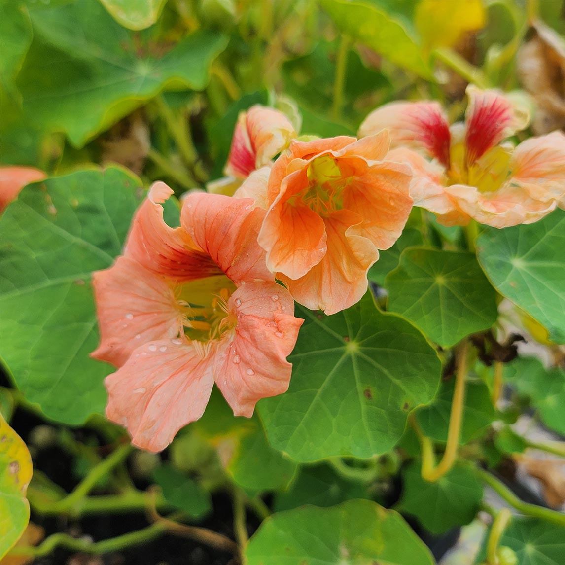 Nasturtium 'Salmon Gleam'
