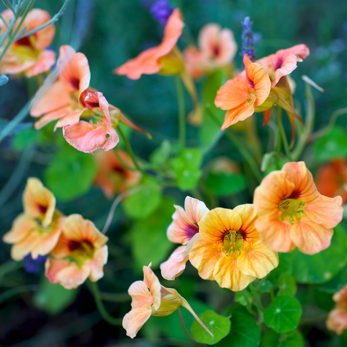 Nasturtium 'Salmon Gleam'