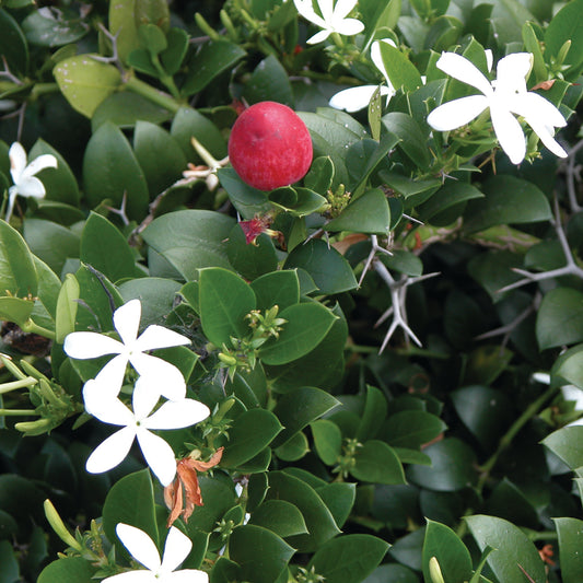 Natal Plum