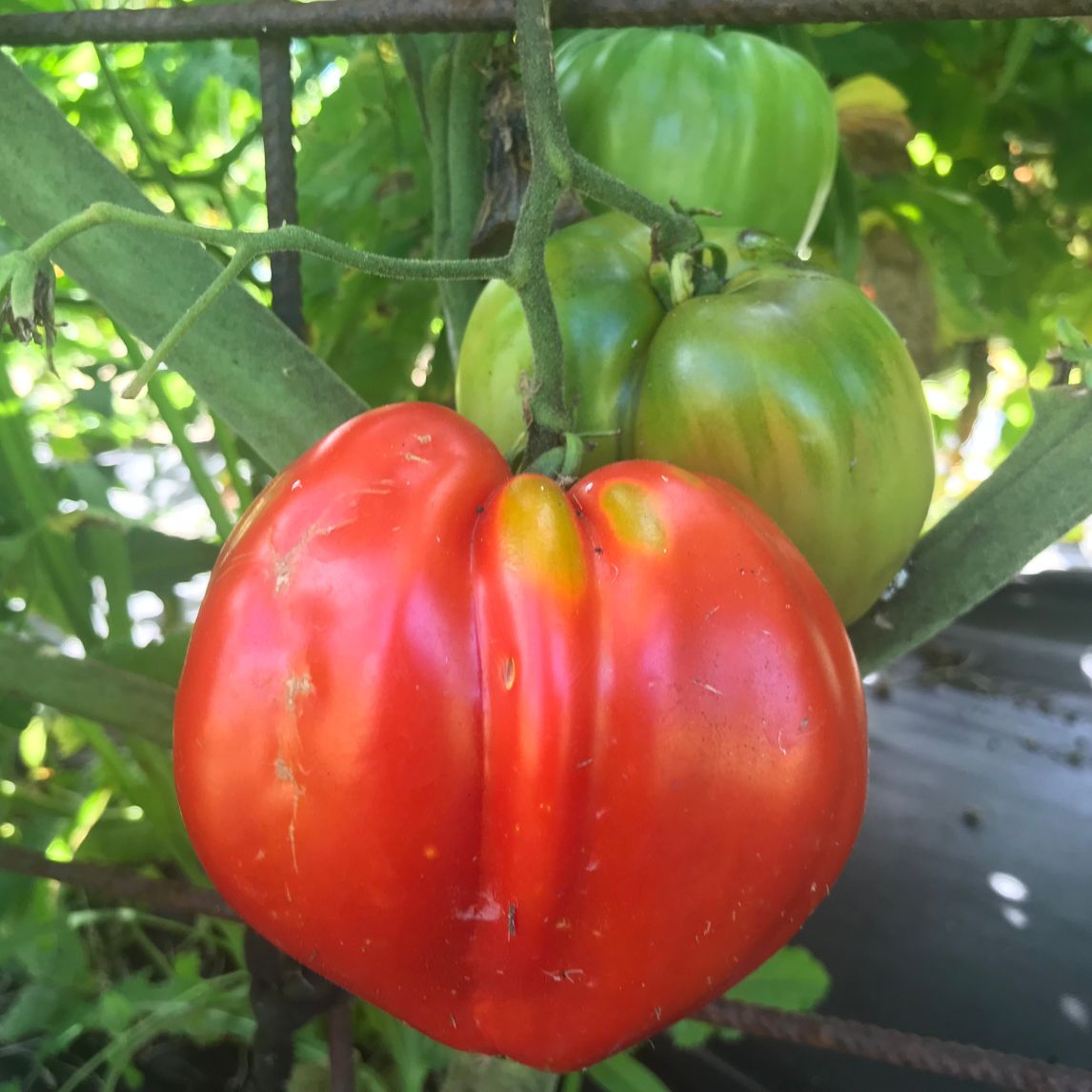 Tomato 'Nonna Peppina's' (Organic)