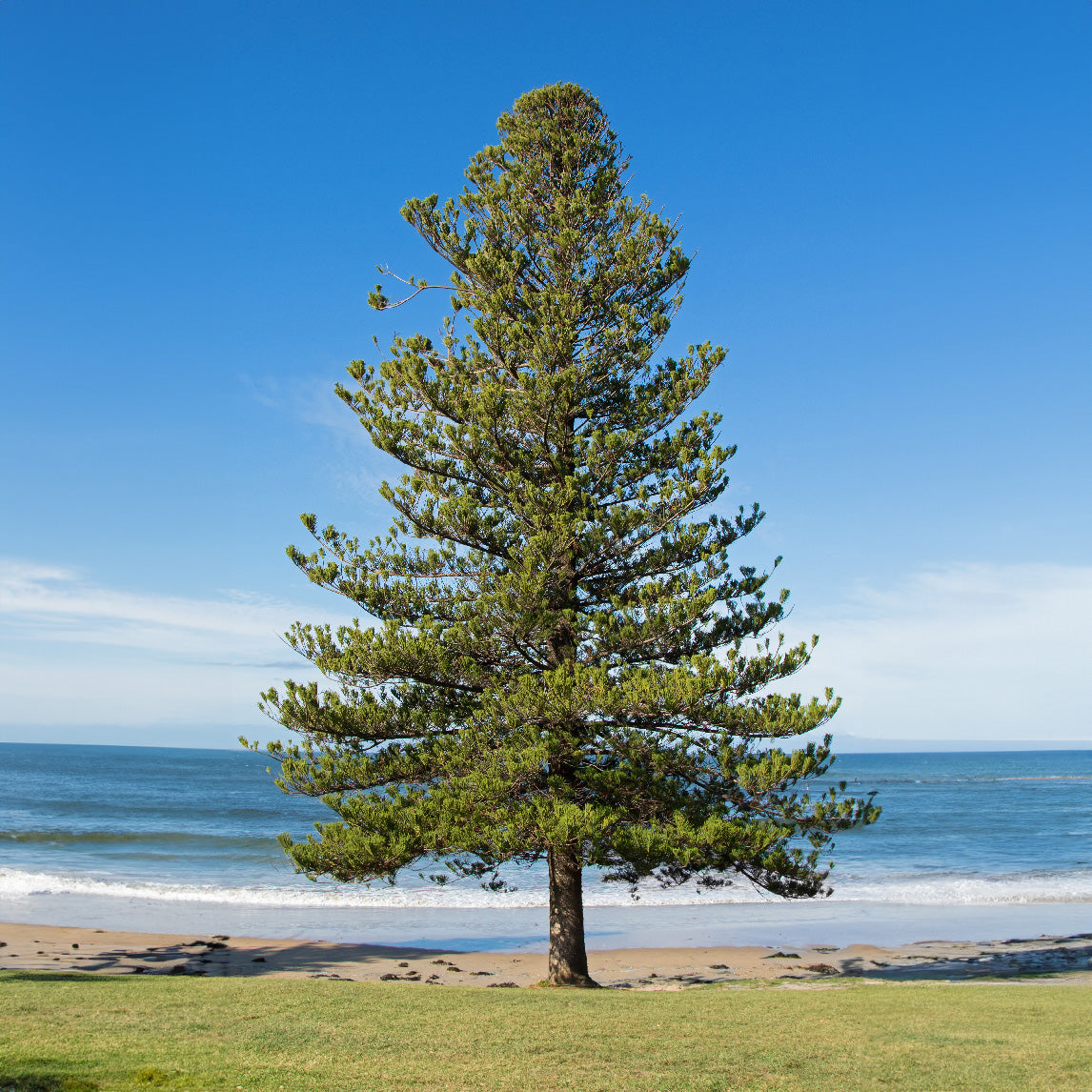 Norfolk Island Pine