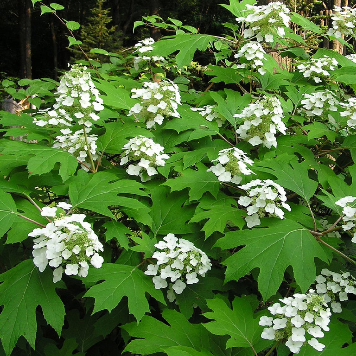 Oakleaf Hydrangea 'Snowflake'