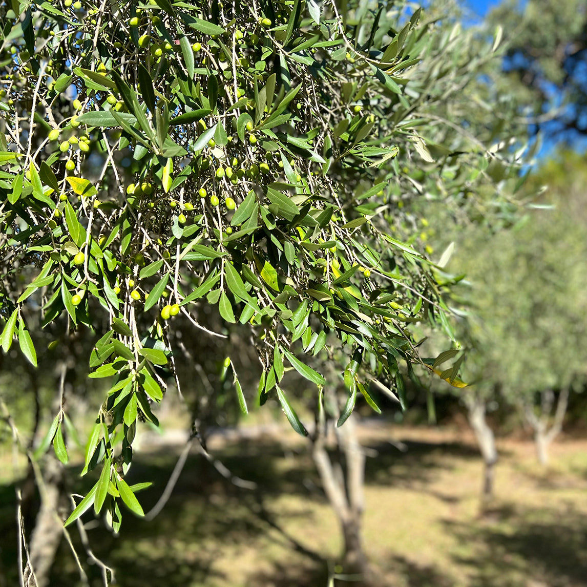 Olive 'Verdale'