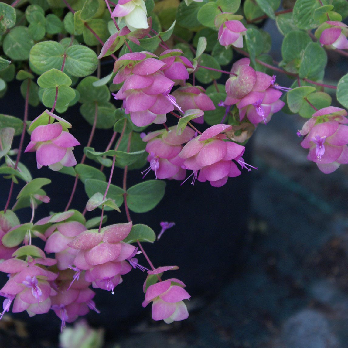 Origanum 'Kent Beauty'