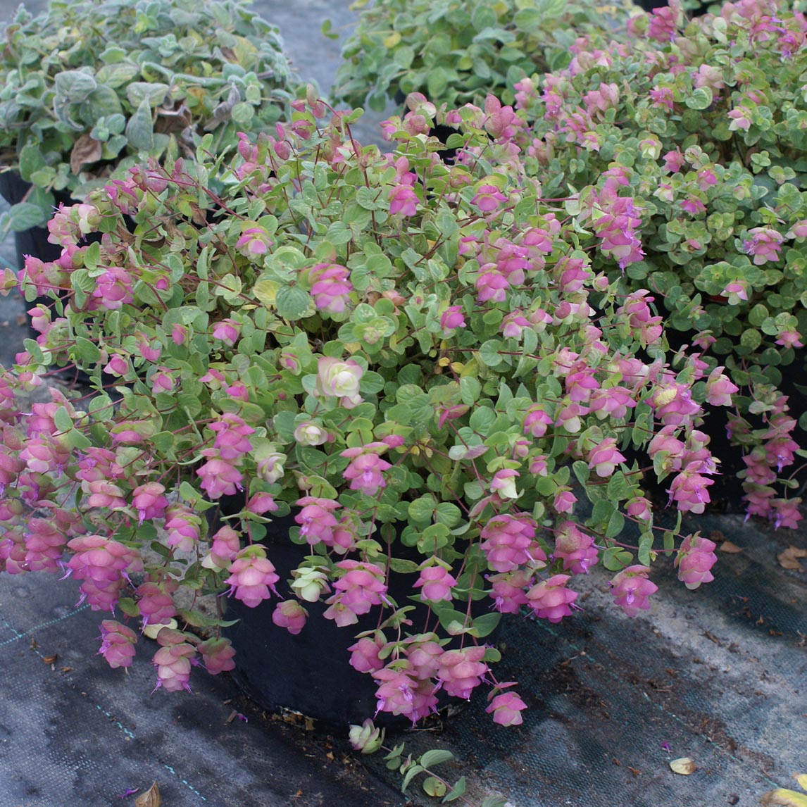 Origanum 'Kent Beauty'