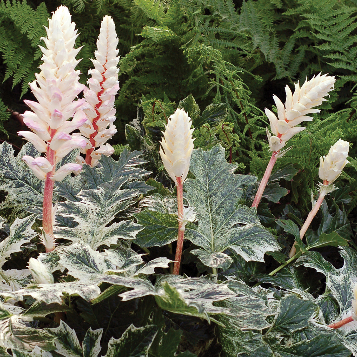 Acanthus 'White Water'