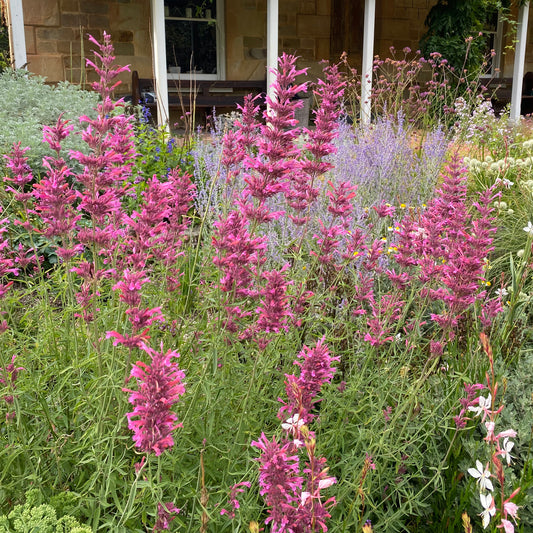 Agastache 'Nadine'
