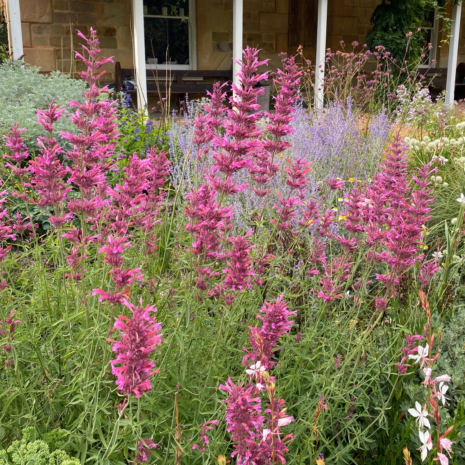 Agastache 'Nadine'