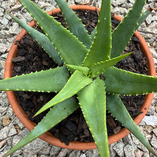 Aloe 'Sea Urchin'