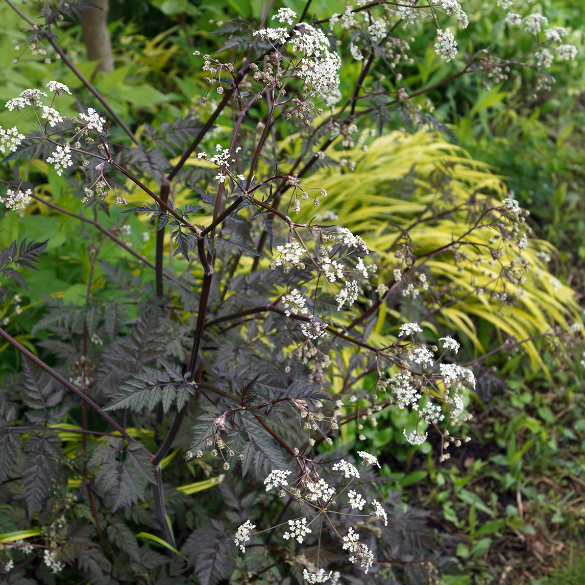 Anthriscus Sylvestris 'Ravenswing'