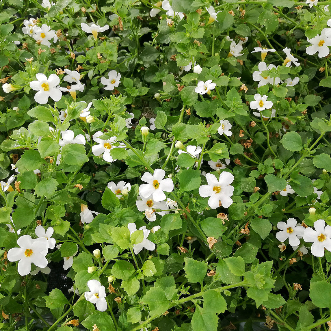 Brahmi ‘Memory Herb’