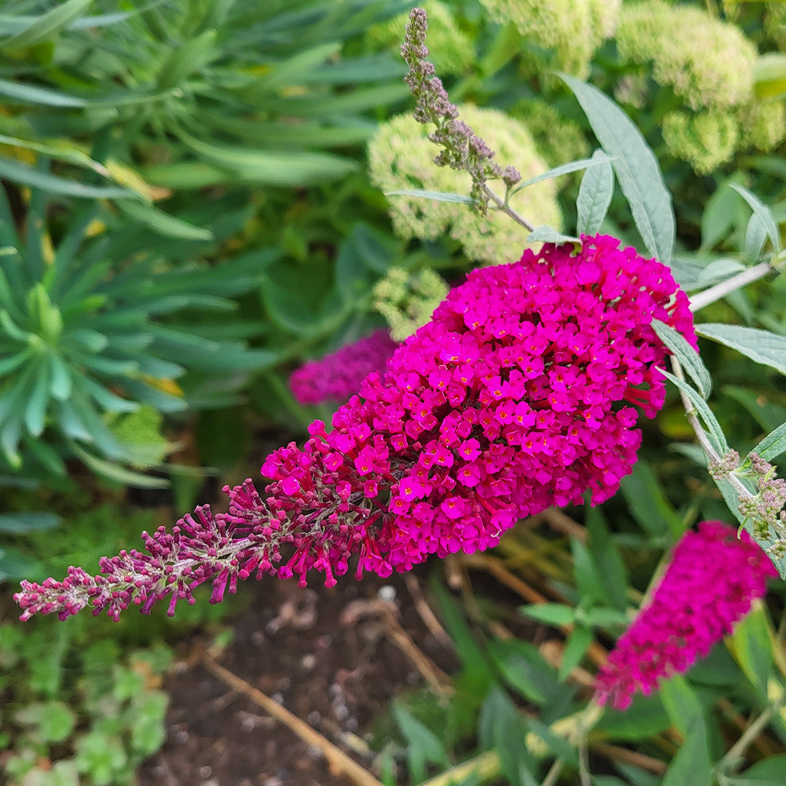 Buddleja 'Royal Red'