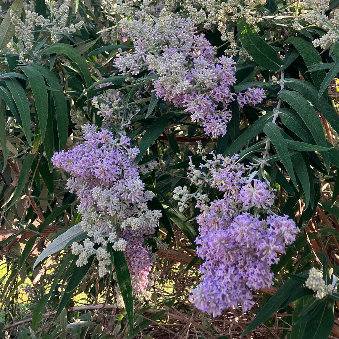 Buddleja salviifolia