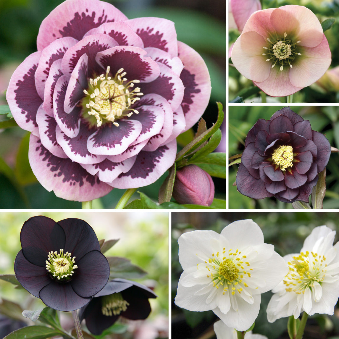 Hellebore Garden Collection