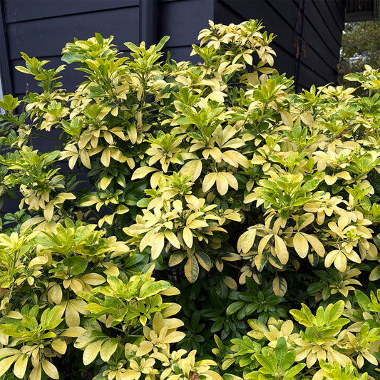 Choisya ternata 'Sundance'