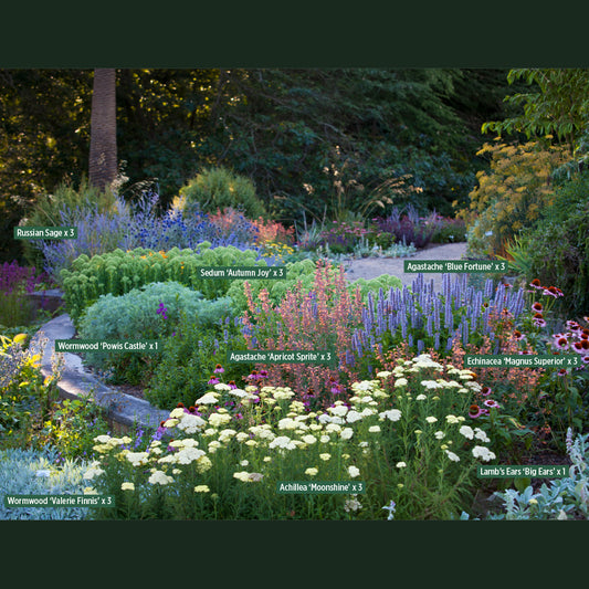 Heronswood Summer Border Collection