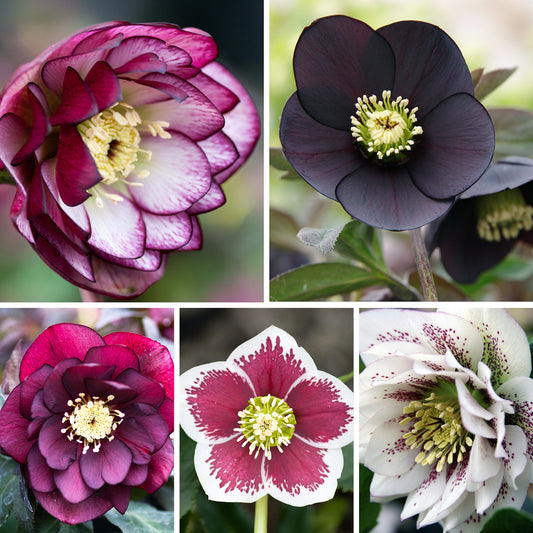 Hellebore Winter Rose Collection