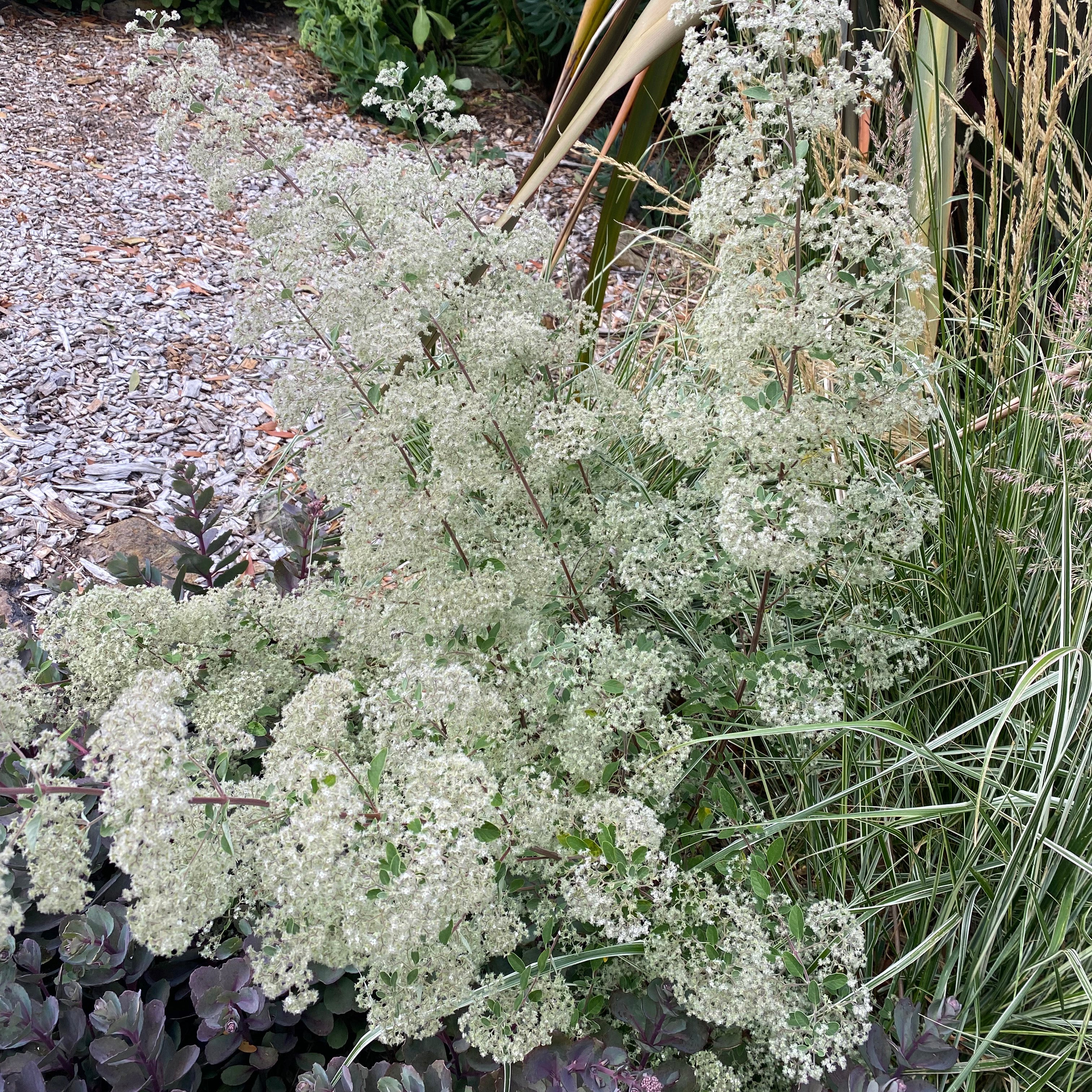 Canary Island Smokebush