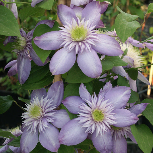 Clematis 'Blue Light'