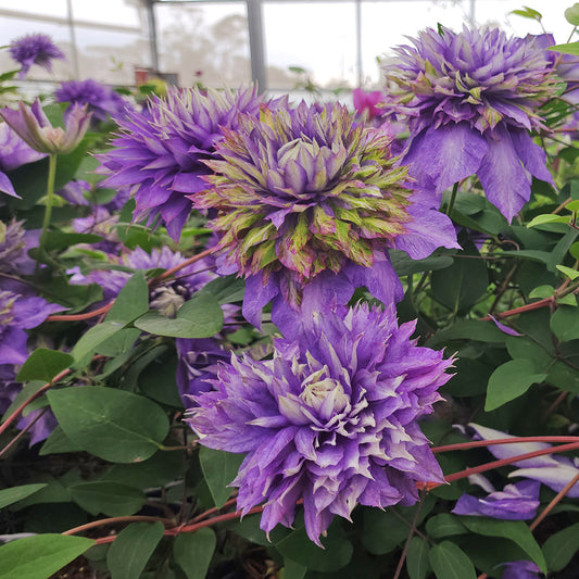 Clematis 'Belle of Taranaki'