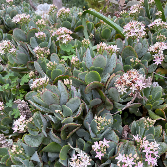 Crassula 'Bluebird'