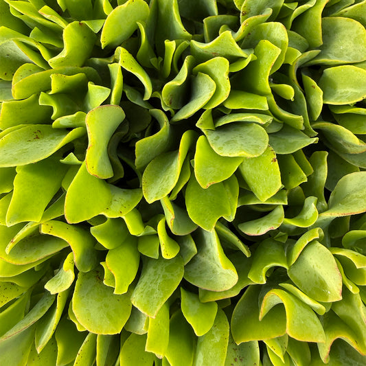 Crassula undulatifolia