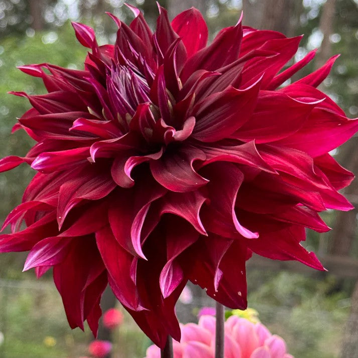 Dahlia 'Morning Molly'