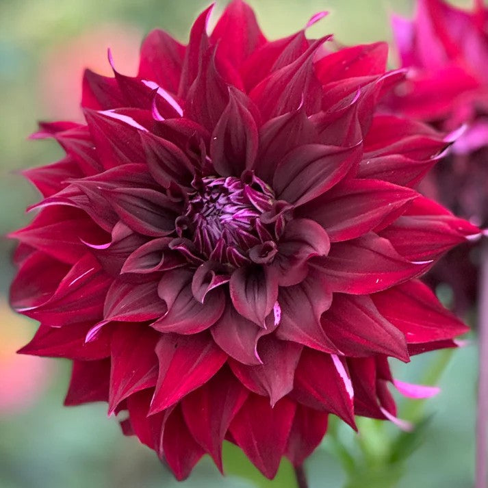 Dahlia 'Morning Molly'