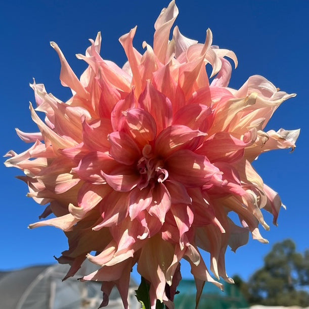 Dahlia 'Penhill Watermelon'