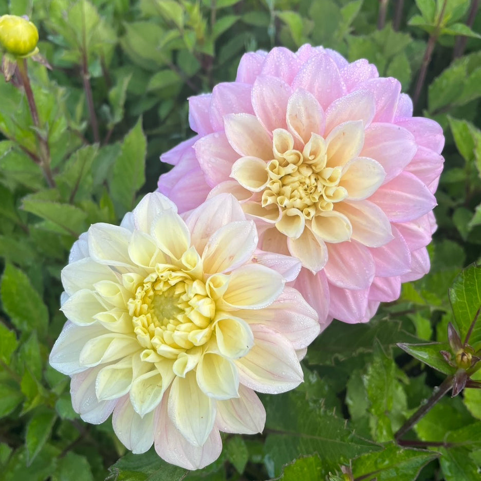 Dahlia 'Sugartown Sunrise'