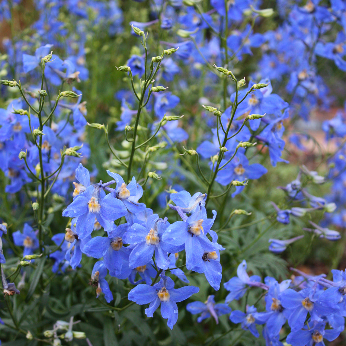 Delphinium 'Blue Sensation'