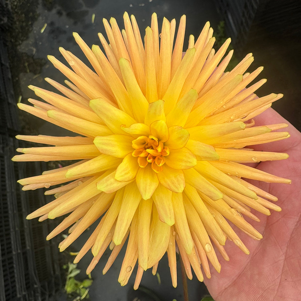 Dahlia 'XanZu William'